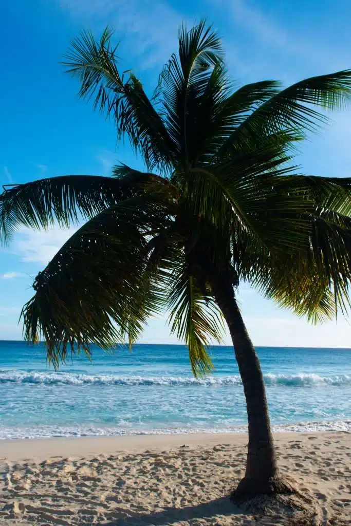 Richard Haynes Boardwalk - Best things to do in Barbados 