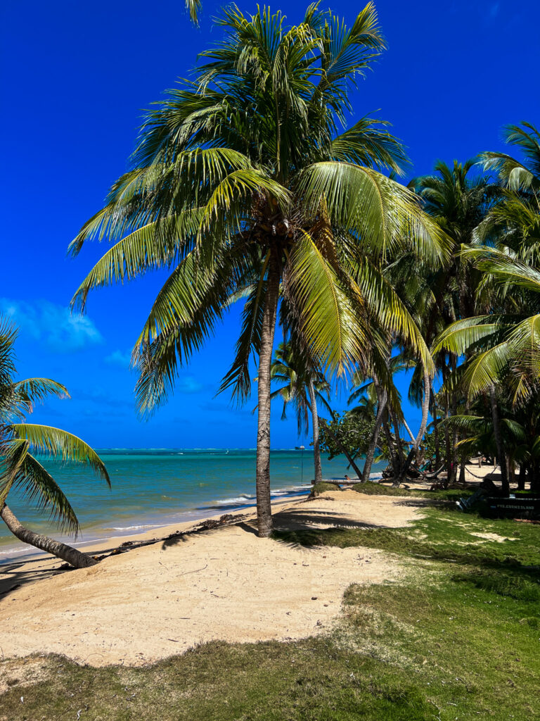 A tropical beach scene on Little Corn Island with tall palm trees, golden sand, and turquoise ocean water under a clear blue sky. Some grass is visible in the foreground, and the shoreline curves into the distance.