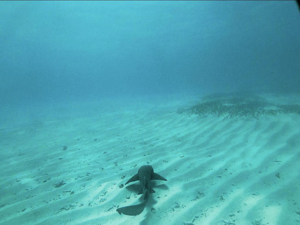 A solitary shark swims along the rippled sandy ocean floor near Little Corn Island, surrounded by clear blue water and sparse patches of sea grass.