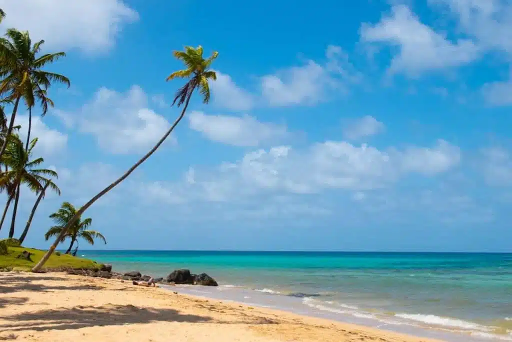 Golden sand, leaning palm trees, and turquoise waters on a quiet beach in Little Corn Island, Nicaragua — a stunning destination for travelers figuring out how to get to Little Corn Island. This peaceful shoreline highlights the reward after taking a ferry to Corn Island or flying from Managua to Corn Island Airport.