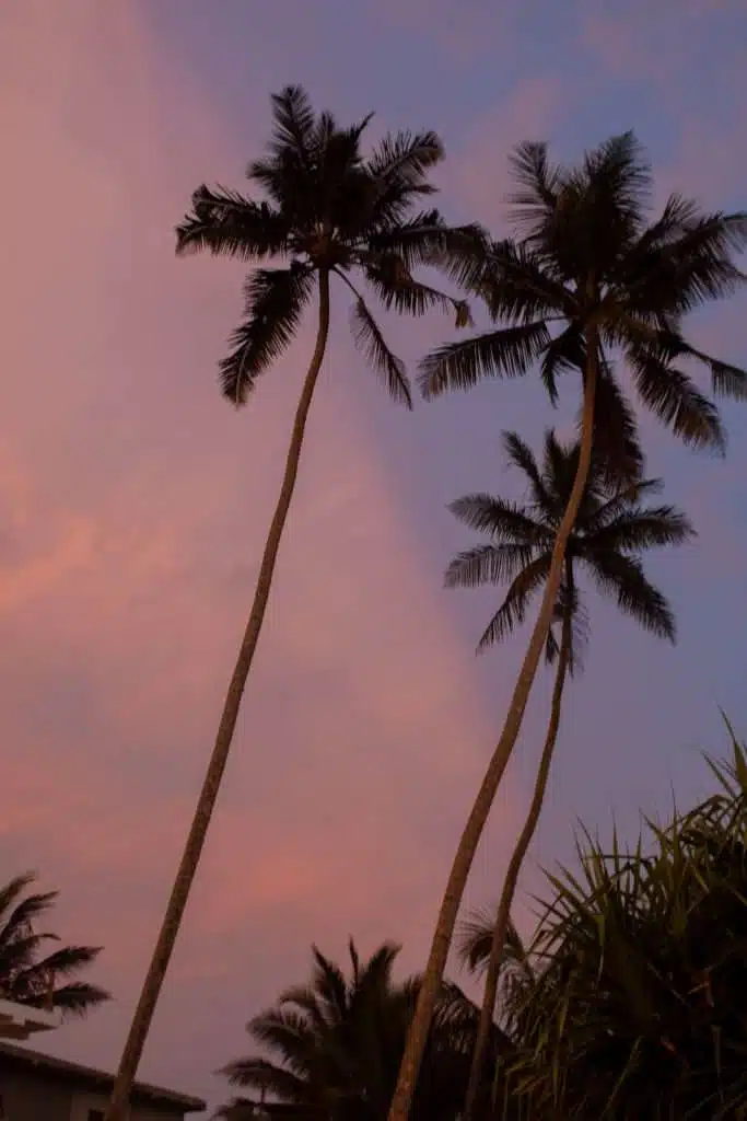 Tall palm trees silhouetted against a vibrant pink and purple sunset in Sri Lanka, a tropical paradise often sought by digital nomads in Sri Lanka.