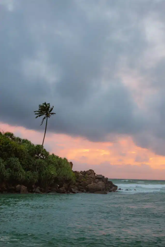 A lone palm tree stands on a rocky, green shoreline at sunset in Ahangama, under a cloudy sky with pink and orange hues. Gentle waves roll onto the shore, creating a tranquil coastal scene—perfect inspiration for things to do in Ahangama.