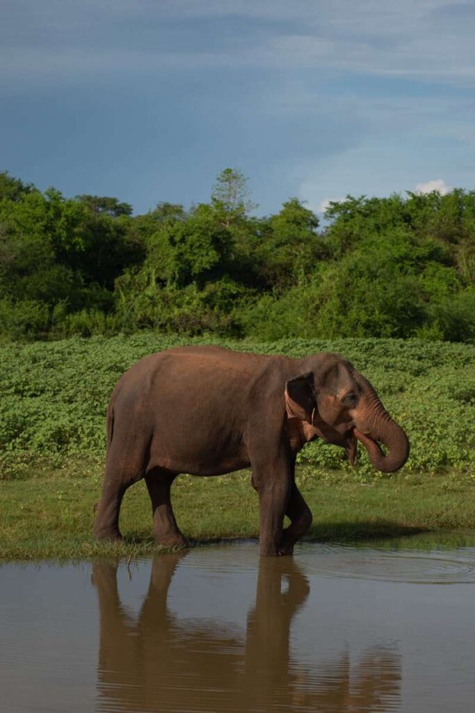 An elephant walks through shallow water with greenery and trees in the background under a partly cloudy sky, offering a glimpse of the unique wildlife experiences among the things to do in Ahangama.