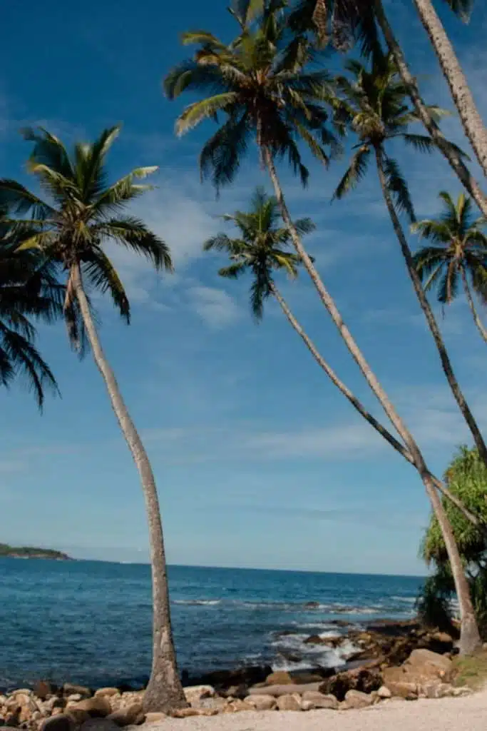 Palm Trees - Blue Beach Island, Sri Lanka