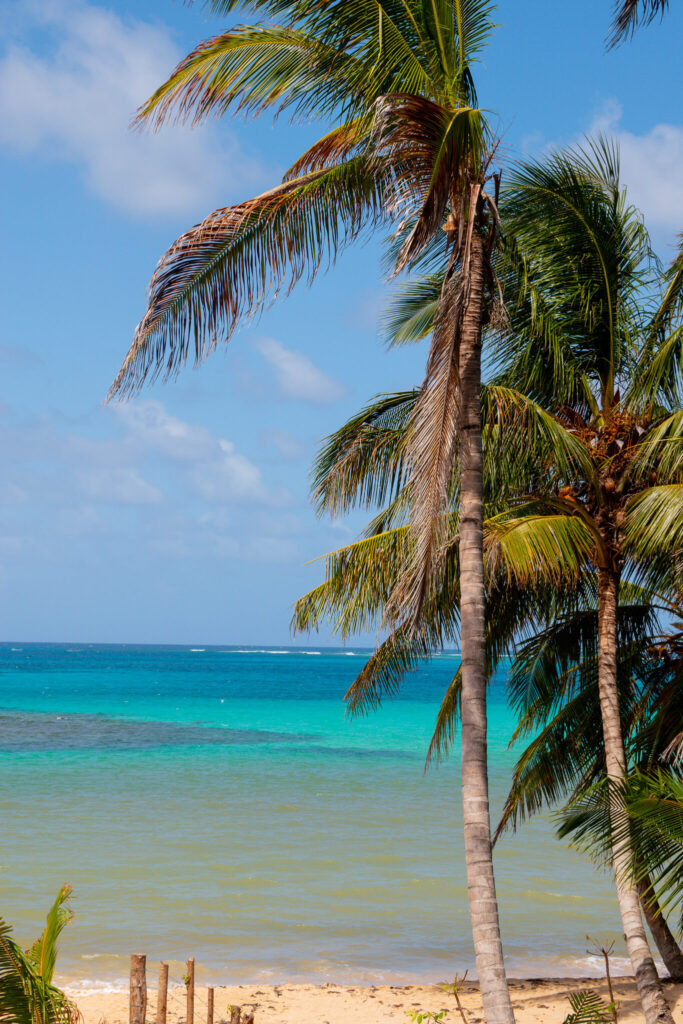 Tall palm trees with green fronds frame a tropical beach scene, perfect for your 10-Day Nicaragua Itinerary. The sandy shore meets turquoise ocean water, and the sky above is bright blue with scattered clouds.