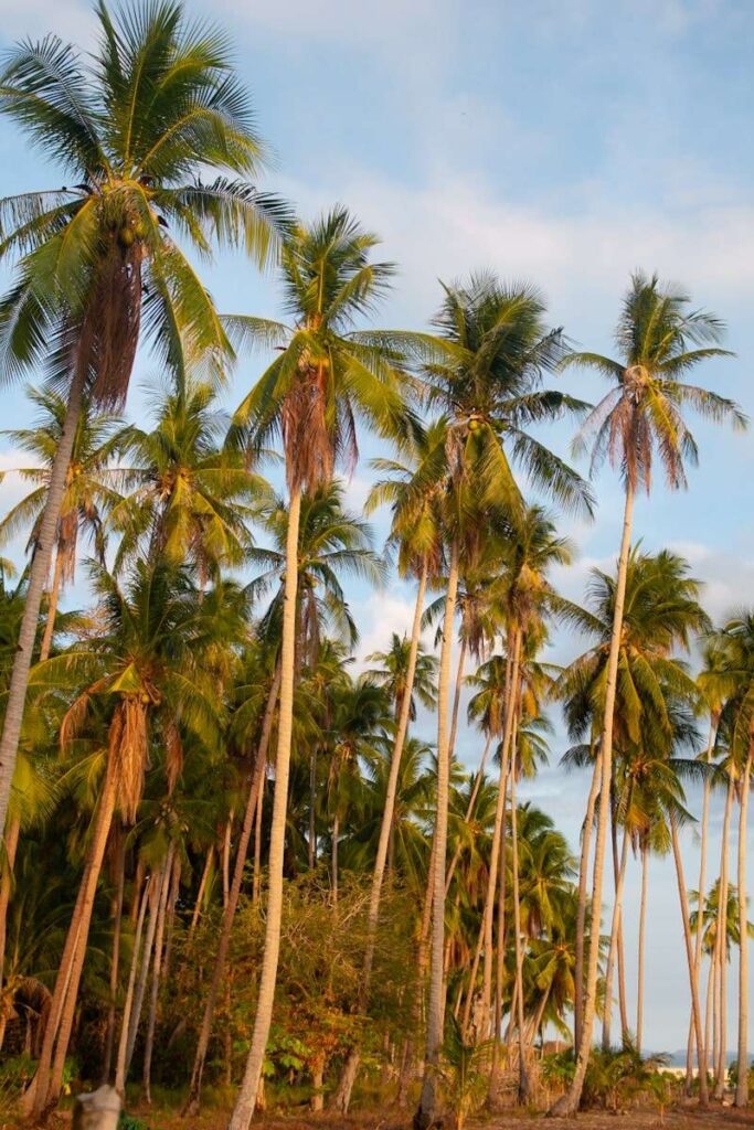 Tall palm trees with green fronds stand closely together under a blue sky with soft clouds, creating a tropical Isla Experience. Sunlight highlights the tops of the trees and lush foliage below.