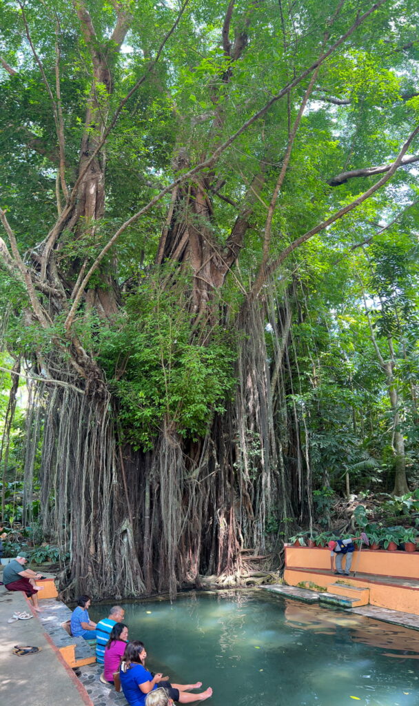 Several people sit and relax at the edge of a small pool beneath a large banyan tree, sunlight filtering through the leaves—a tranquil stop perfect for any Philippines island-hopping itinerary. Lush greenery and aerial roots add to the serene, natural setting.