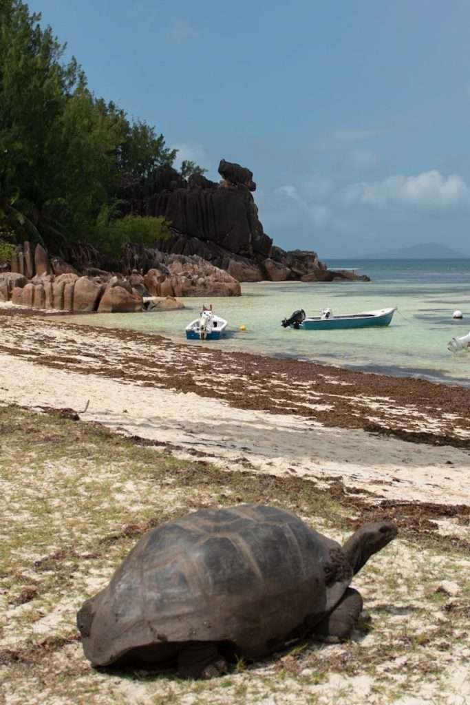 A large tortoise rests on the beach near the shore as part of your 5-day Seychelles itinerary. Two boats float on the clear, shallow water. The shoreline is scattered with seaweed and bordered by rocky formations and lush greenery. A distinctive rock formation can be seen in the background.