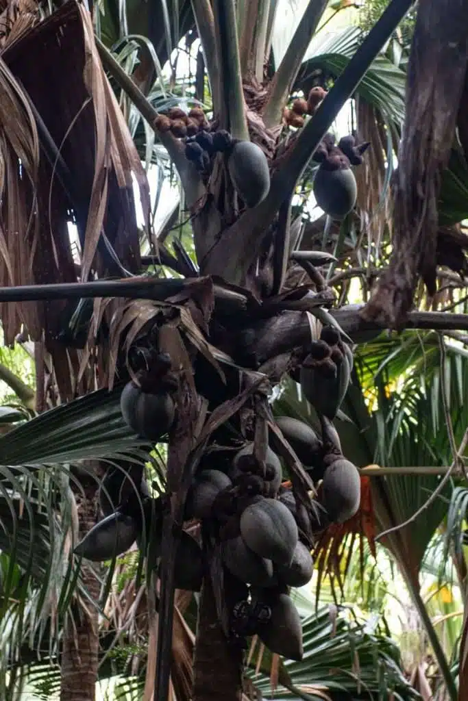Vallee de Mai, Praslin, Seychelles