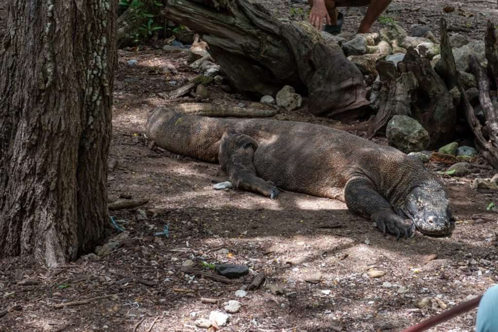  Komodo National Park, Komodo Island Day Trip 