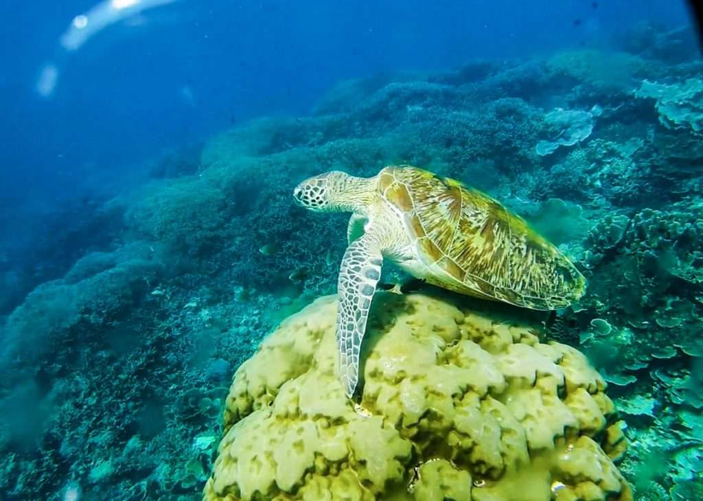 Taka Makassar Island, Komodo National Park, Komodo Island Day Trip