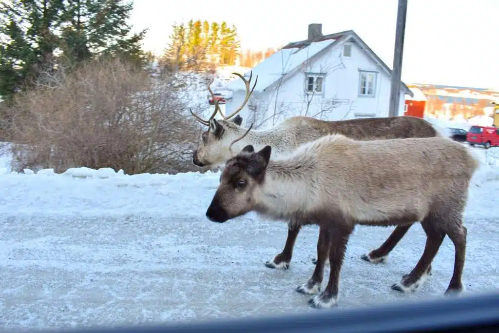 Wild Reindeer - Senja, Norway