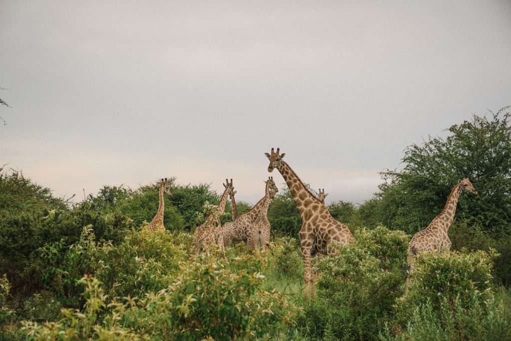 Giraffes at Etosha National Park