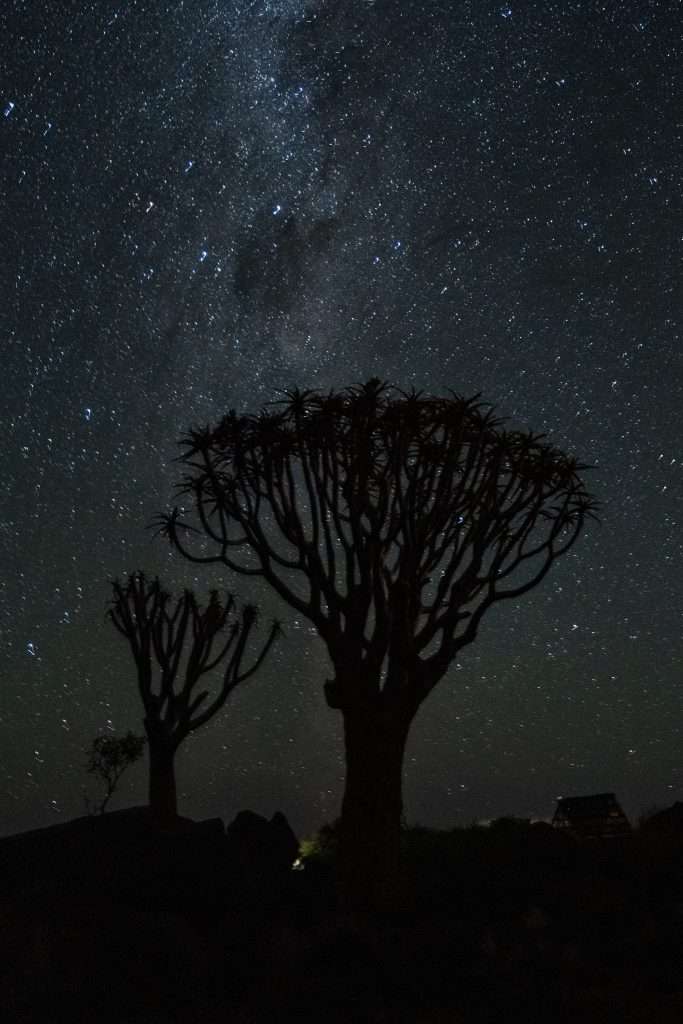 Quiver Tree National Park - Quiver Trees backlit by a starlit sky - 10-Day Namibia Itinerary 