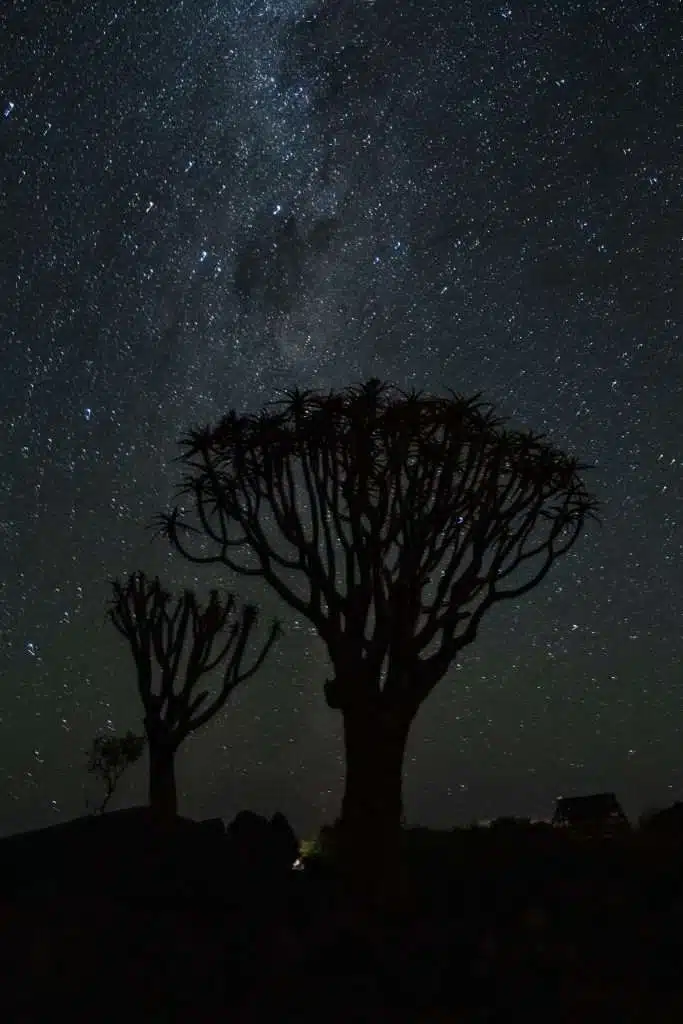 Quiver Tree National Park - Quiver Trees backlit by a starlit sky - 10-Day Namibia Itinerary 