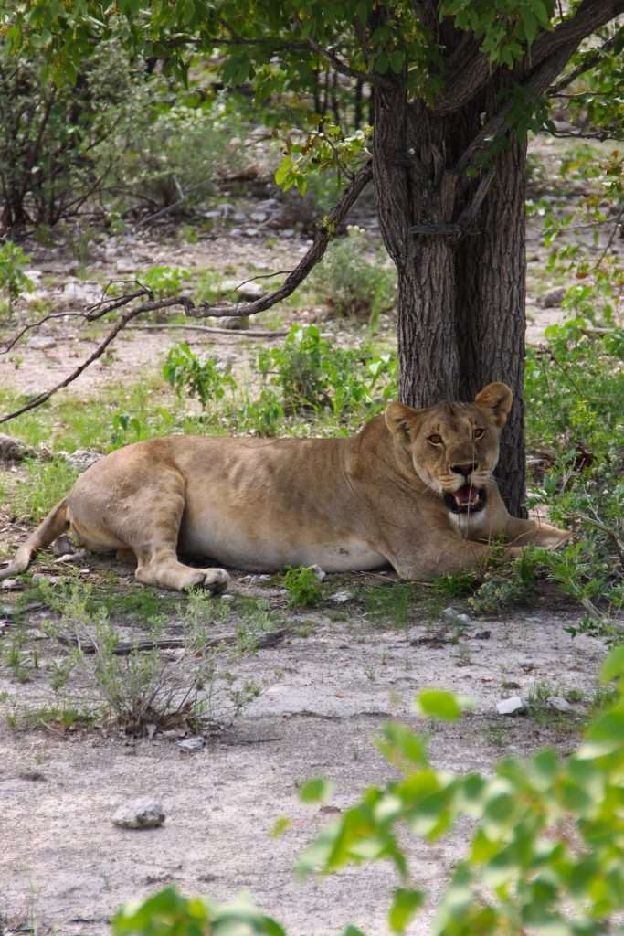 Lion at Etosha National Park - 10-Day Namibia Itinerary 