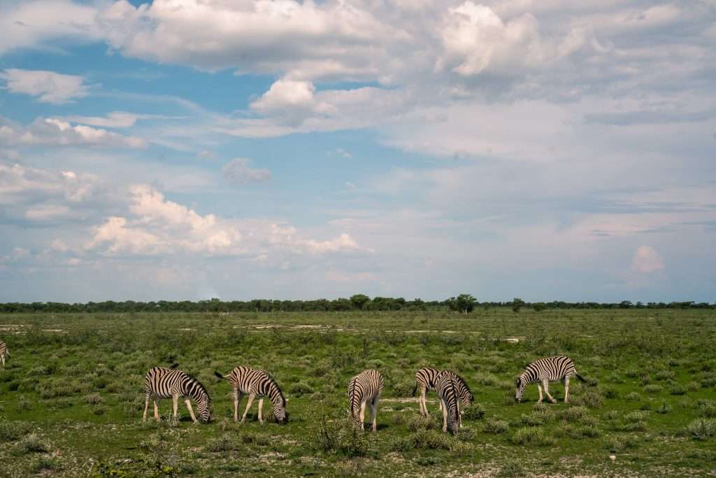 Zebras at Etosha National Park - 10-Day Namibia Itinerary