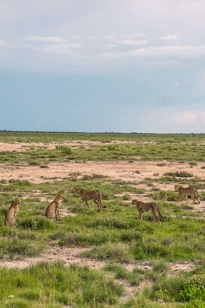 Rare Cheetah Sighting at Etosha National Park - 10-Day Namibia Itinerary