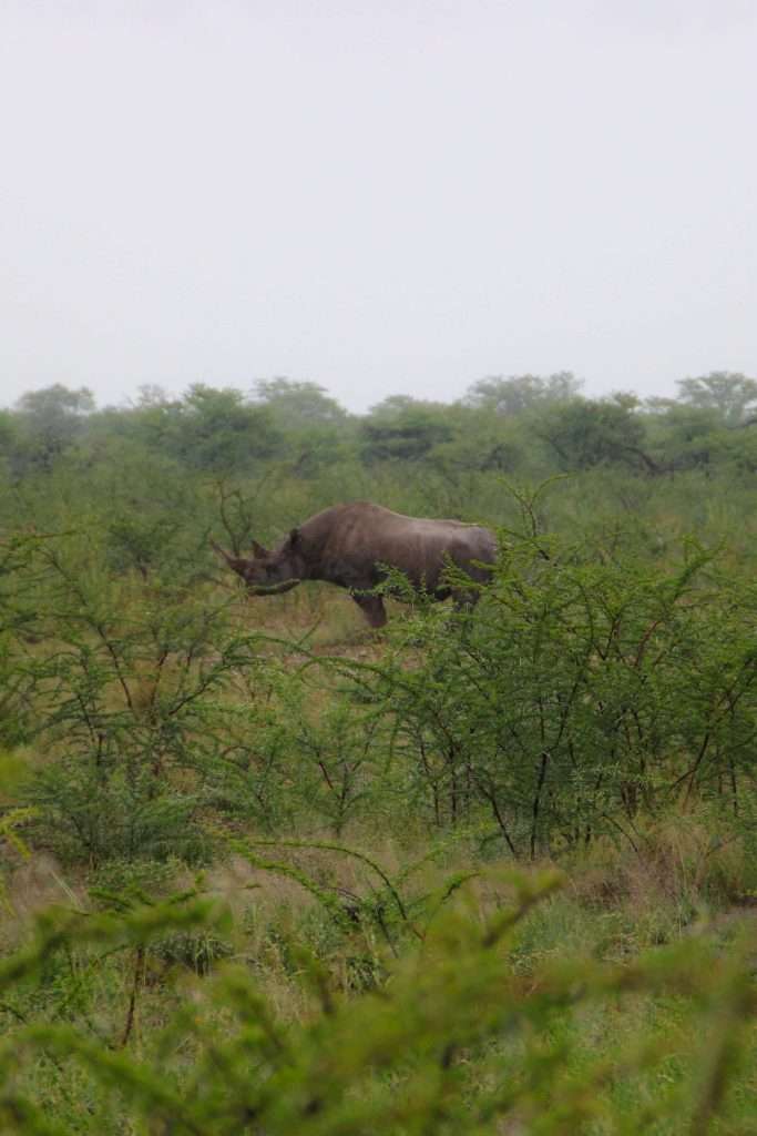 Rhino at Etosha National Park - 10-Day Namibia Itinerary 