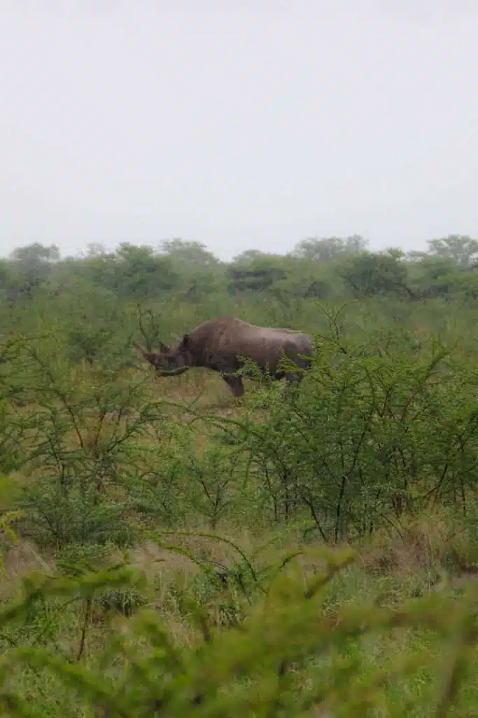 Rhino at Etosha National Park - 10-Day Namibia Itinerary 