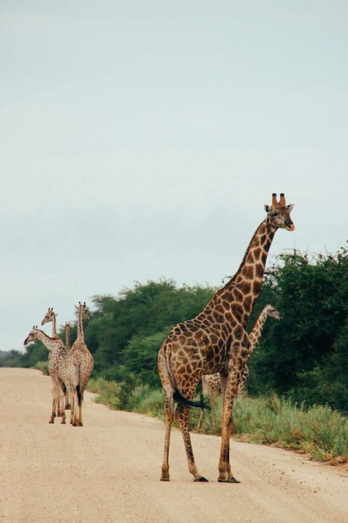 Giraffes at Etosha National Park Namibia - 10 Day Namibia Itinerary