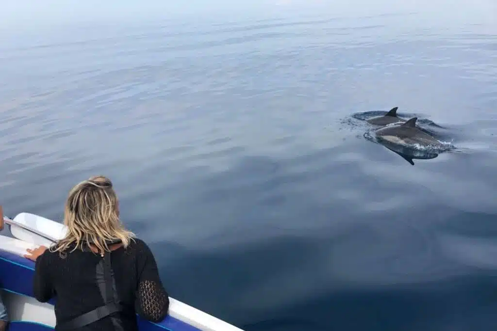 A person leans over the side of a boat on one of the best boat trips in the Algarve to watch two dolphins swimming in the calm, reflective ocean water. The sky is clear, and the water is a serene blue, creating a peaceful scene.