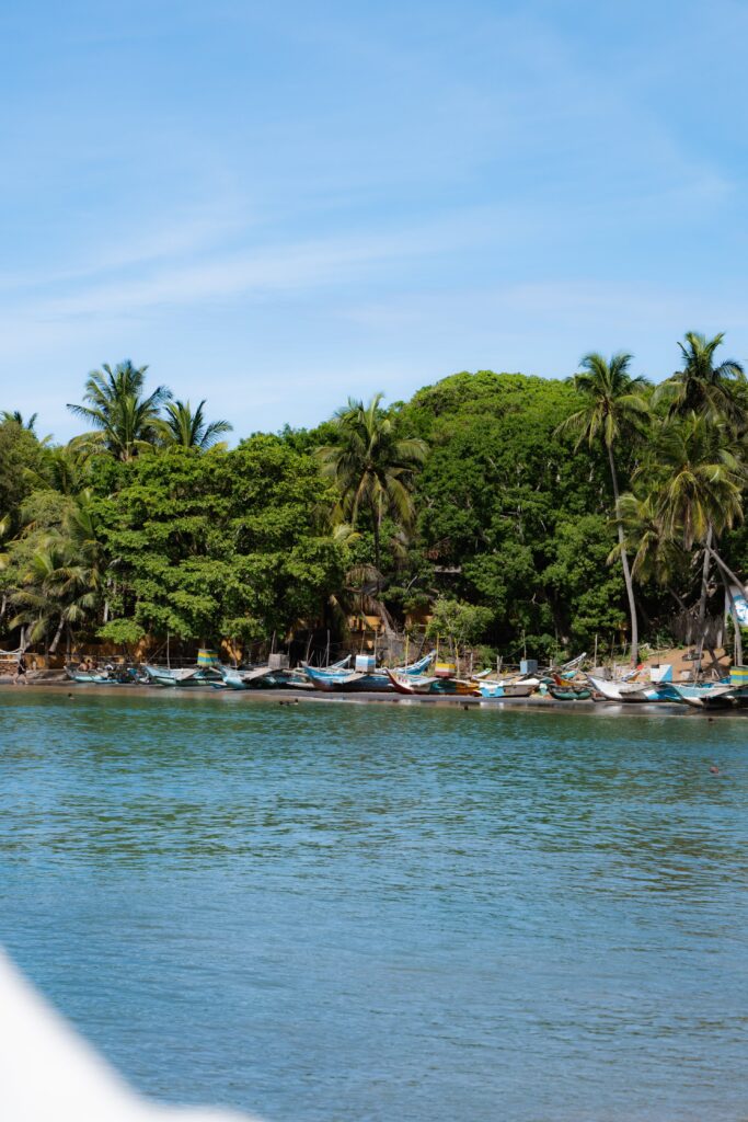A row of small boats is lined up along the shore, surrounded by lush palm trees and greenery under a clear blue sky—one of the picturesque sights you’ll enjoy among the many things to do in Arugam Bay.