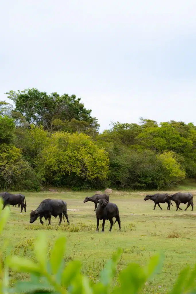 A group of buffalo graze on open grassland with dense green trees in the background under a cloudy sky, offering a glimpse of the serene wildlife experiences among the many things to do in Arugam Bay.