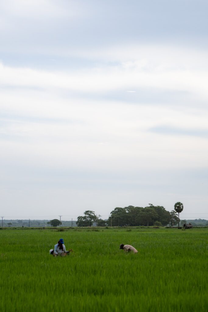 Two people work in a lush green field under a cloudy sky, with trees and power lines in the distance—a tranquil scene reminiscent of the rural landscapes you'll encounter among the many things to do in Arugam Bay.