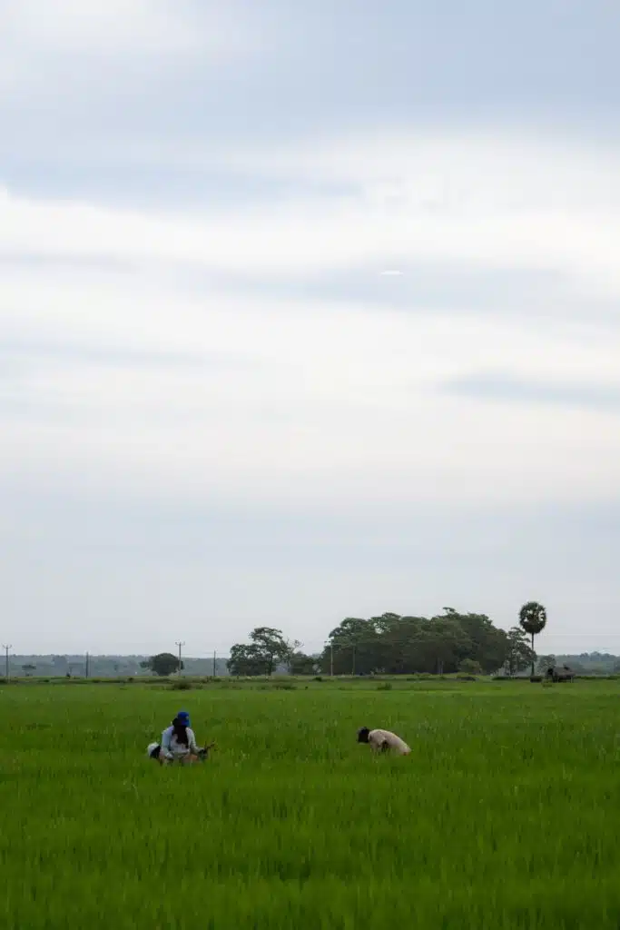 Two people work in a lush green field under a cloudy sky, with trees and power lines in the distance—a tranquil scene reminiscent of the rural landscapes you'll encounter among the many things to do in Arugam Bay.