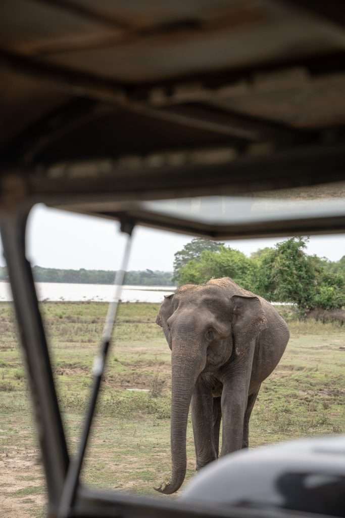 Elephant at Kumana National Park