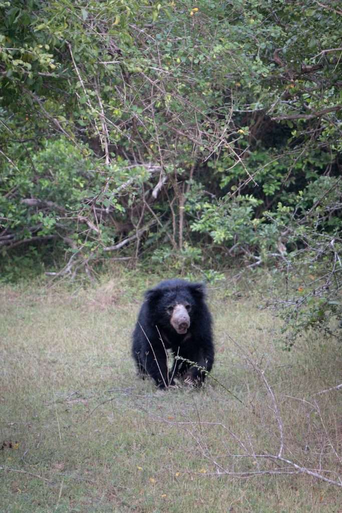 Sloth Bear at Kumana National Park