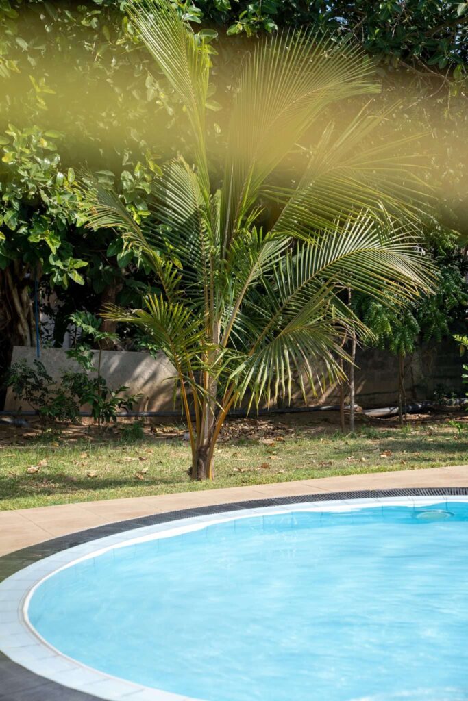 A clear blue swimming pool with curved edges is in the foreground, perfect for relaxing after exploring the many Things To Do In Arugam Bay, with a small palm tree and green foliage in the background on a sunny day.