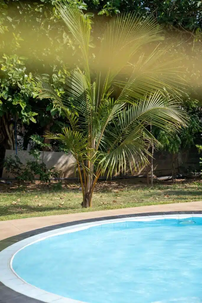 A clear blue swimming pool with curved edges is in the foreground, perfect for relaxing after exploring the many Things To Do In Arugam Bay, with a small palm tree and green foliage in the background on a sunny day.