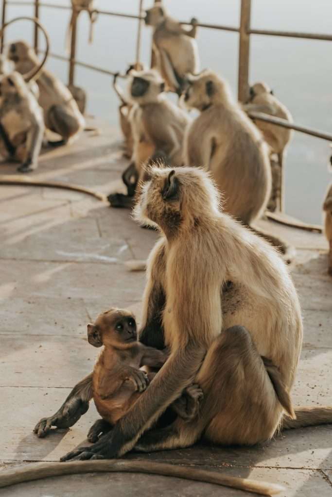 A group of langur monkeys sits on a sunlit concrete surface, with one adult cradling a baby in its lap—an enchanting scene you might witness during your 2-Day Pushkar Itinerary as others rest or groom in the background.