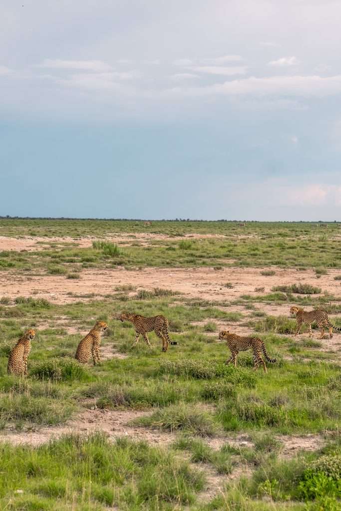 Five cheetahs roam a grassy and sandy landscape under a cloudy sky in Namibia's Etosha National Park. The cheetahs are spread out, with two sitting and three standing while scanning their surroundings. The background features an open savannah with sparse vegetation, making one wonder: Is Namibia worth visiting?