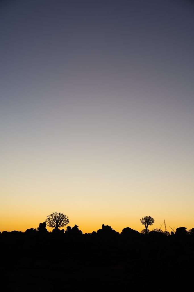 Silhouettes of quiver trees and rocks in Quiver Tree National Park are set against a gradient sky transitioning from deep blue at the top to warm yellow near the horizon, suggesting either sunrise or sunset. The tranquil scene evokes a sense of calm and natural beauty, making one ponder if Namibia is worth visiting for such stunning vistas.