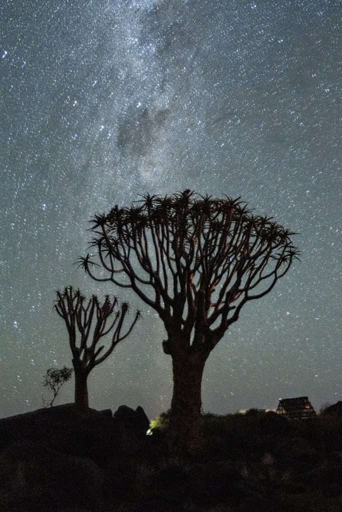 Silhouetted quiver trees stand tall against a night sky filled with countless stars and the Milky Way galaxy, casting a serene and otherworldly scene. Rugged terrain and a small, illuminated building are faintly visible in the background, making one wonder: Is Namibia worth visiting? Absolutely.