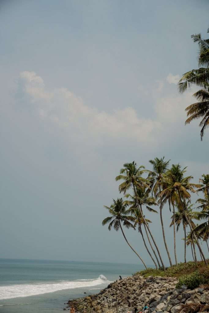 A serene coastal scene with tall palm trees leaning towards the sea, a rocky shore, and gentle waves. The sky is slightly overcast, giving a calm and tranquil atmosphere to the setting.