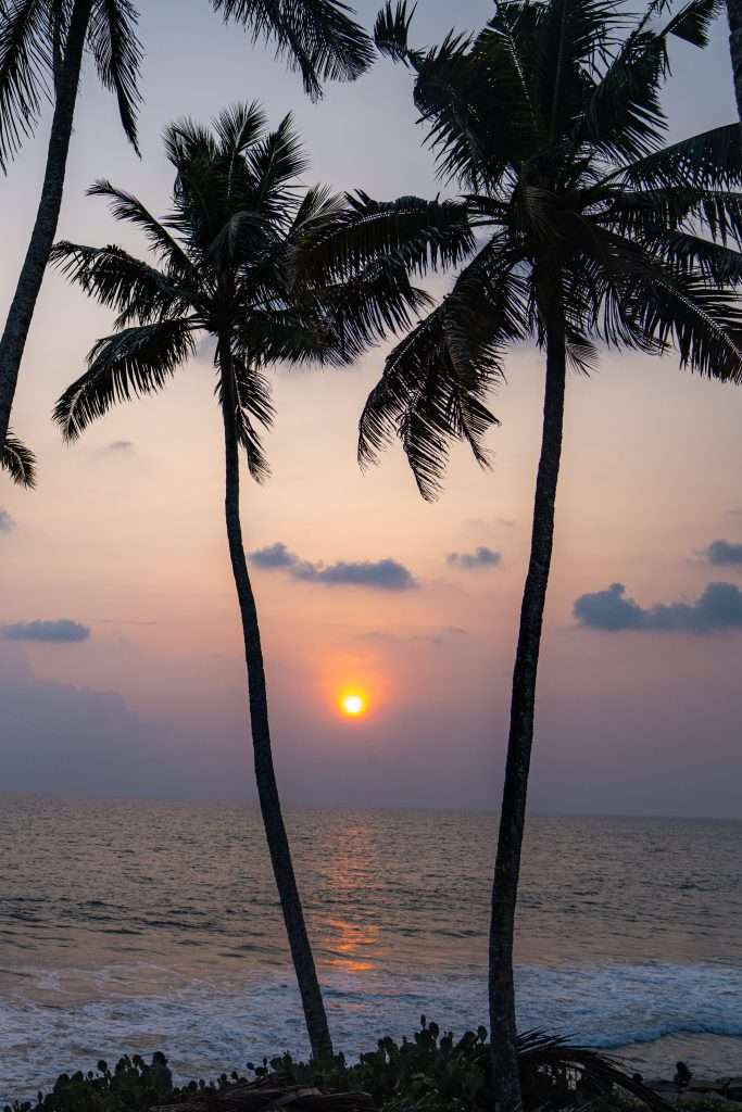 Tall palm trees silhouette a calm beach at sunset, where gentle waves reflect orange and purple hues—an idyllic scene you might discover on a 1-week Kerala itinerary.