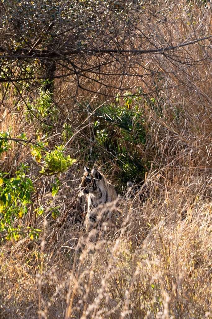 A tiger camouflaged among tall, dry grass and scattered green shrubs, blending into the natural surroundings—a highlight for any 1-Week Rajasthan Itinerary. The sunlit scene, with branches and foliage partially obscuring the tiger's striped body, captures the essence of this wild landscape.