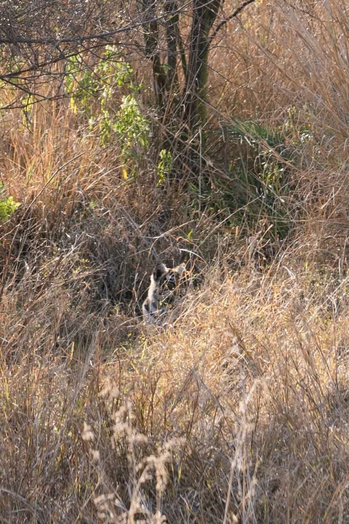 A cat with a black and white coat is partially hidden among tall, dry grass and vegetation, reminiscent of a scene from a 1-Week Rajasthan Itinerary. It sits near a tree in an outdoor setting, surrounded by natural brown and green hues.