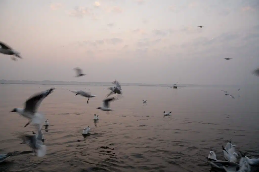 Seagulls fly and float on a calm body of water at dawn, with soft clouds and a pastel sky above—much like the serene mornings you might enjoy on your 2-Week North India Itinerary. A small boat is visible in the gentle morning haze.