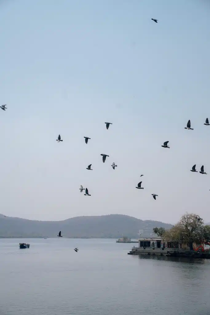 A flock of birds flies over a calm lake with distant hills, a boat on the water, and a small building and trees on the shore—an idyllic scene that could grace your 2-Week North India Itinerary under a clear sky.