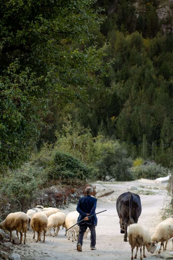 A shepherd strolls along a dirt path with a flock of sheep and a cow, enveloped by lush greenery and trees in Theth Albania.