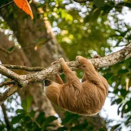 A sloth hangs upside down from a tree branch, surrounded by lush green leaves and branches. Its light brown fur blends effortlessly into its verdant surroundings, making it a must-see for nature lovers exploring the things to do in Puerto Viejo's captivating ecosystem.