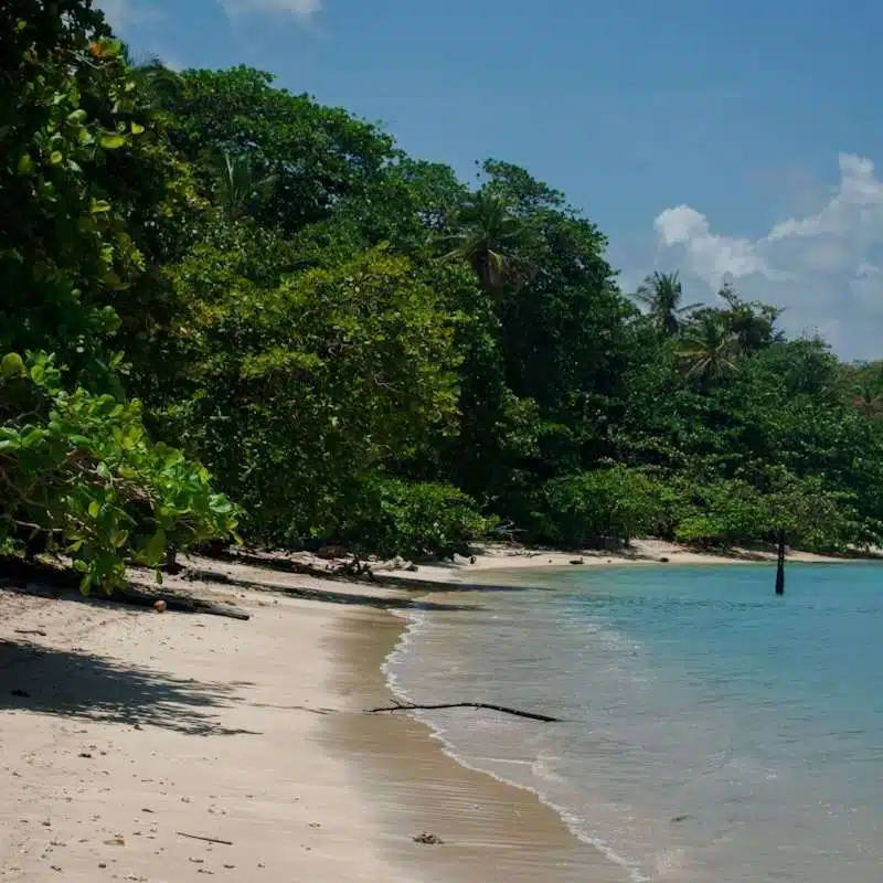 A serene tropical beach with golden sand curves gently along the clear turquoise sea. Lush green foliage lines the shoreline under a bright blue sky with scattered white clouds—one of many stunning sights when exploring things to do in Puerto Viejo.
