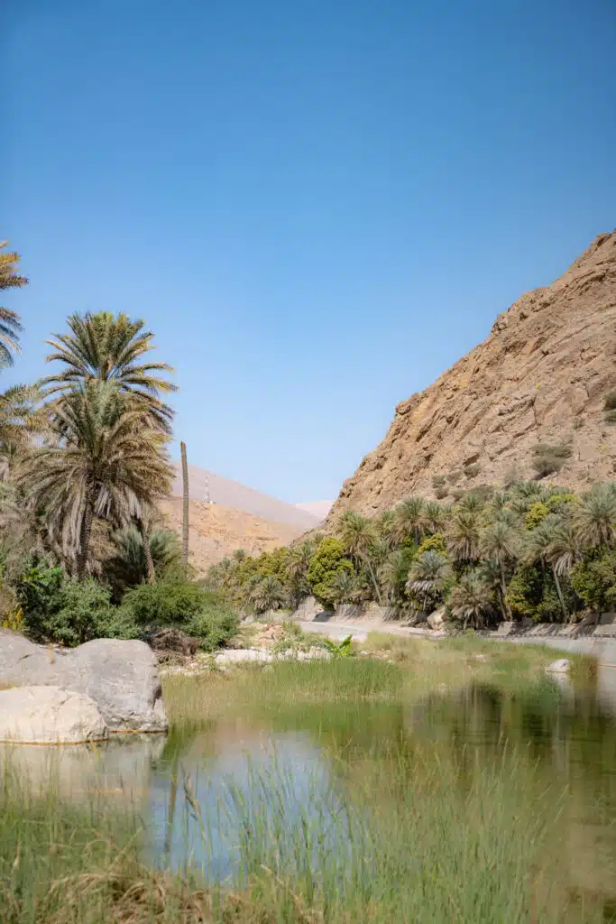 A lush oasis with palm trees and green vegetation surrounds a calm body of water, set between rocky, brown hills under a clear blue sky—an essential stop on any 1-week Oman itinerary.