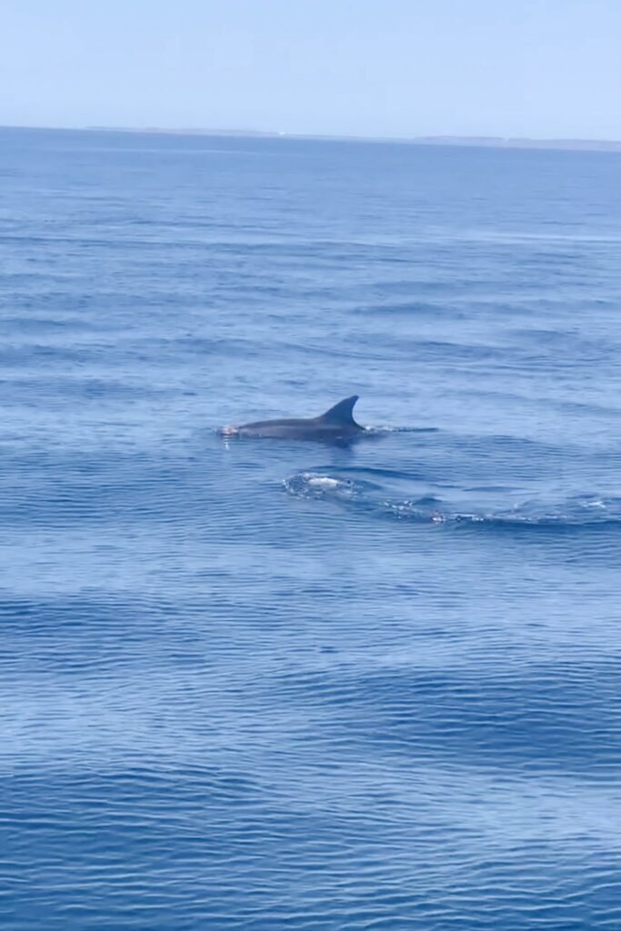 A dolphin swims near the surface of calm blue ocean water, its dorsal fin clearly visible above the waves—a beautiful sight often enjoyed on a Boat Tour in Lagos as the peaceful sea stretches to the horizon under a clear sky.