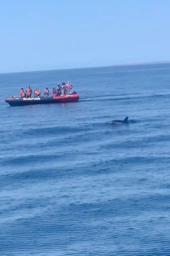 A group of people in life jackets watch from a red inflatable boat during a Boat Tour in Lagos as a dolphin swims nearby in the open blue sea under a clear sky.